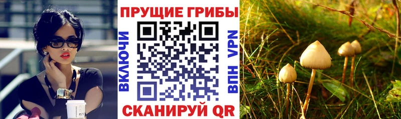 Псилоцибиновые грибы мицелий  mega вход  Карасук 
